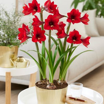 Van Zyverden Amaryllis Kit Rapido with Iron Brass Fluted Finish Bulb Pan Planter and Set of 3 Bulbs