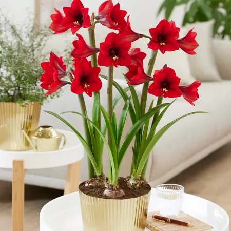 Van Zyverden Amaryllis Rapido Kit with Fluted Iron and Brass Flower Pot and Set of 3 Bulbs Perennials