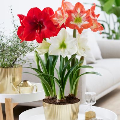 Van Zyverden Amaryllis Kit Trio with Iron Brass Fluted Finish Bulb Pan Planter and Set of 3 Bulbs