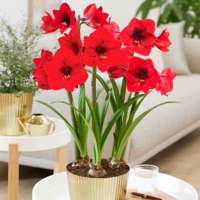 Van Zyverden Amaryllis Kit Red Lion with Iron Brass Fluted Finish Large Bulb Planter and Set of 1 Bulb