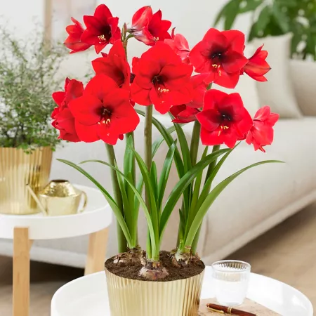 Van Zyverden Amaryllis Red Lion Kit with Fluted Finish in Iron and Brass Large Planter and Set of 1 Bulb Perennials