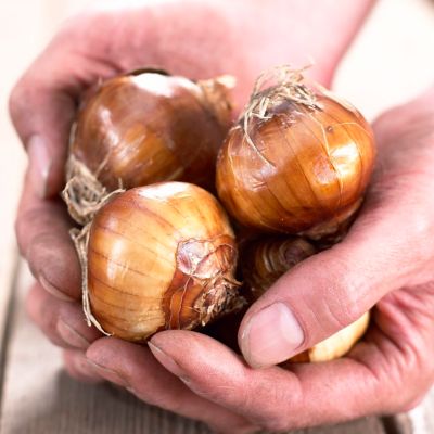 Image showing  White Ziva Paperwhite Kit with Iron Brass Fluted Finish Bulb Planter and Set of 6 Bulbs