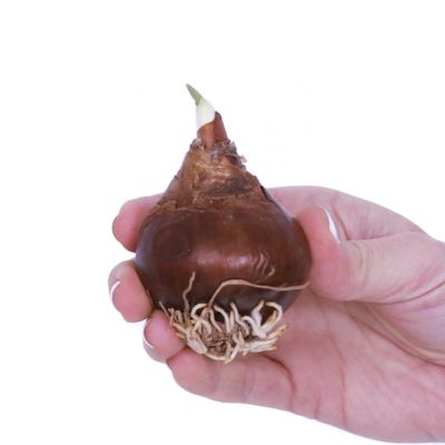 Image showing  White Ziva Paperwhite Kit with Iron Brass Fluted Finish Bulb Planter and Set of 6 Bulbs