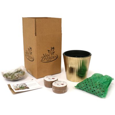Image showing  White Ziva Paperwhite Kit with Iron Brass Fluted Finish Bulb Planter and Set of 6 Bulbs