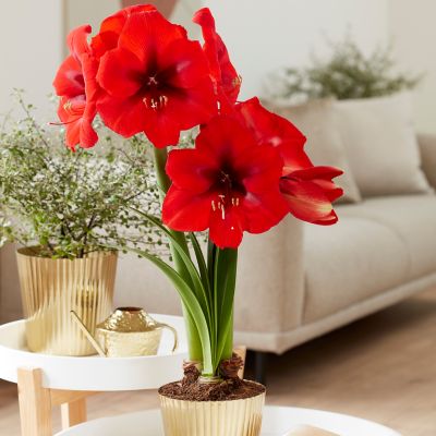 Van Zyverden Amaryllis Kit Red Lion with Iron Brass Fluted Finish Bulb Planter and Set of 1 Bulb