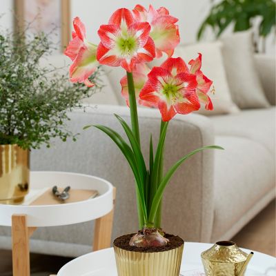 Van Zyverden Amaryllis Kit Minerva with Medium Iron Brass Fluted Finish Bulb Planter and Set of 1 Bulb