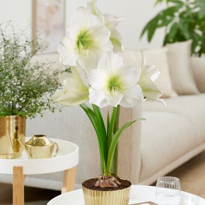Van Zyverden Amaryllis Kit White with Iron Brass Fluted Finish Bulb Planter and Set of 1 Bulb