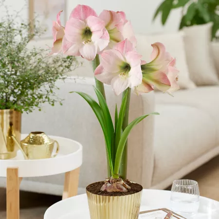 Van Zyverden Amaryllis Rose Kit with Fluted Iron and Brass Planter and Set of 1 Bulb Perennials