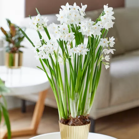 Van Zyverden White Ziva Paperwhite Kit with Fluted Iron and Brass Flower Pot Perennials