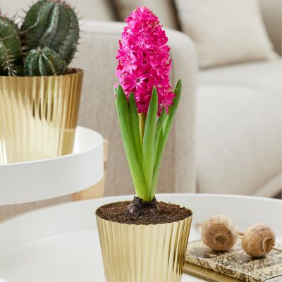 Van Zyverden Red Pre-Chilled Jan Bos Hyacinth Kit with Iron Brass Fluted Finish Bulb Planter