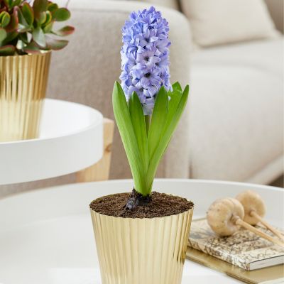 Van Zyverden Blue Pre-Chilled Delft Blue Hyacinth Kit with Iron Brass Fluted Finish Bulb Planter