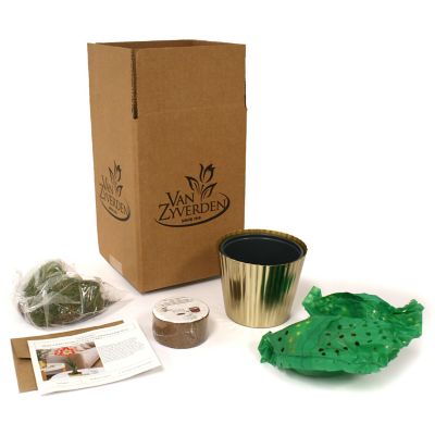 Image showing  Amaryllis Kit Minerva with Iron Brass Fluted Finish Bulb Planter and Set of 1 Bulb