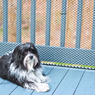 Image showing 8 th Garden Craft 25 ft. x 36 in. Plastic Chicken Wire with 3/4 in. Openings, Green