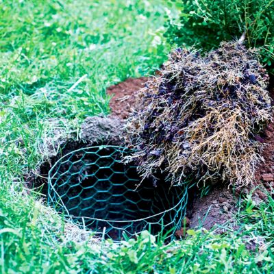 Image showing  24 in. x 25 ft. Green Vinyl Chicken Wire with 1 in. Openings