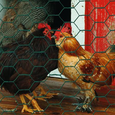 Image showing  24 in. x 25 ft. Green Vinyl Chicken Wire with 1 in. Openings