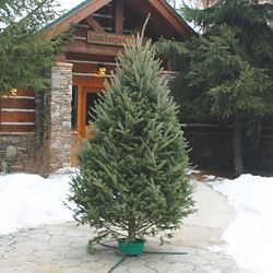 Fresh Cut Christmas Trees