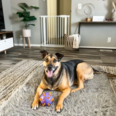 Image showing 5 th MyPet Tall Happy Tails Walk Thru Pet Gate