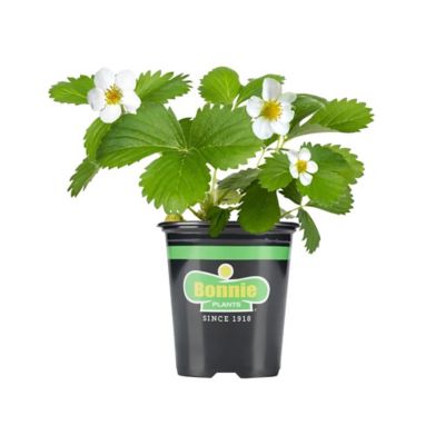 Bonnie Plants Strawberry, Live Plant, 19.3 oz.