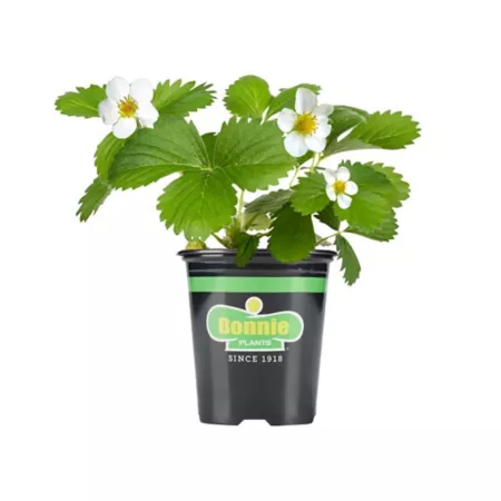 Bonnie Plants 19.3 oz Potted strawberry live plant 2 pc. Fruit Trees & Plants