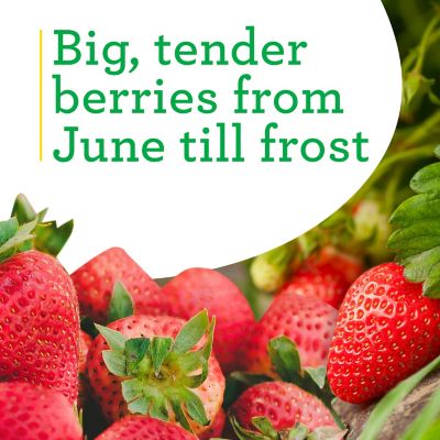 Image showing  19.3 oz. Strawberry, Live Plant