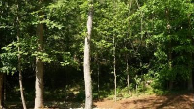 Image showing  18 in. Chainsaw Chain Loop, 3/8 in. Pitch, 0.043 in. Gauge, 62 Drive Links