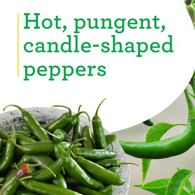Image showing  Serrano Pepper, 2.5 gal., Live Plant