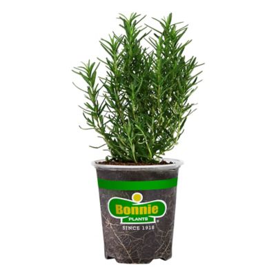 Bonnie Plants 19.3 oz. Potted Rosemary, Live Plant