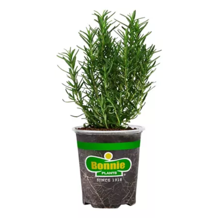 Bonnie Plants 19.3 oz Rosemary plant in pot 2 pcs. Herb Plants