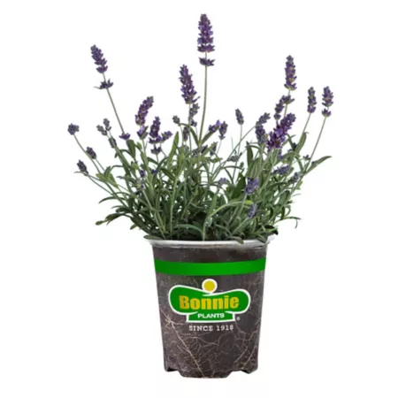 Bonnie Plants 19.3 oz Lavender plant in pot Herb Plants