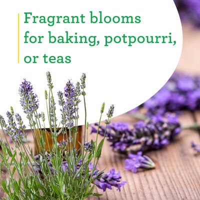 Image showing  19.3 oz. Potted Lavender Plant