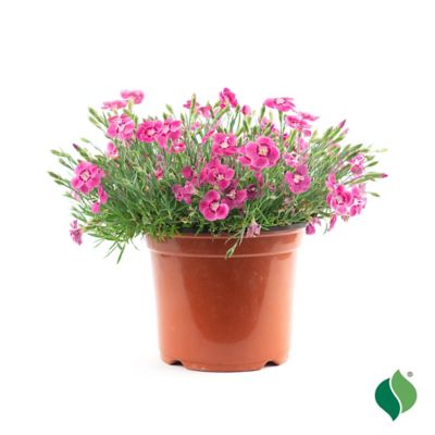 DeGroot 1 gal. Everbloom Strawberry Tart Dianthus Plant