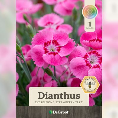 Image showing 1 th DeGroot 1 gal. Everbloom Strawberry Tart Dianthus Plant