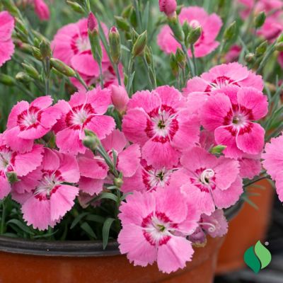 Image showing 2 th DeGroot 1 gal. Everbloom Strawberry Tart Dianthus Plant