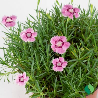 Image showing 3 th DeGroot 1 gal. Everbloom Strawberry Tart Dianthus Plant
