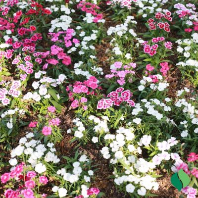 Image showing 4 th DeGroot 1 gal. Everbloom Strawberry Tart Dianthus Plant
