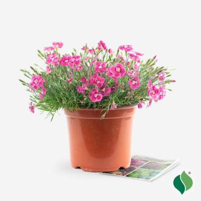 Image showing 5 th DeGroot 1 gal. Everbloom Strawberry Tart Dianthus Plant