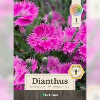 Image showing 1 th DeGroot 1 gal. Everbloom Watermelon Ice Dianthus Plant