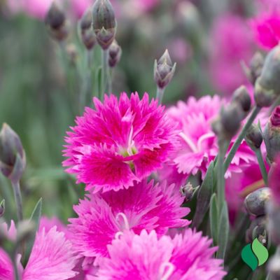 Image showing 2 th DeGroot 1 gal. Everbloom Watermelon Ice Dianthus Plant