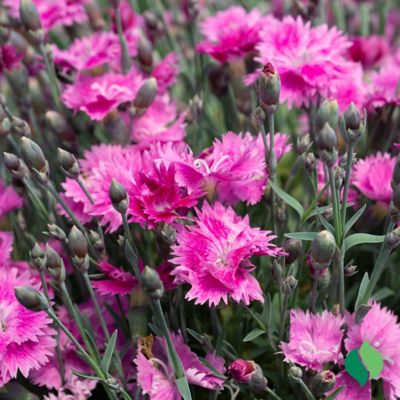 Image showing 3 th DeGroot 1 gal. Everbloom Watermelon Ice Dianthus Plant