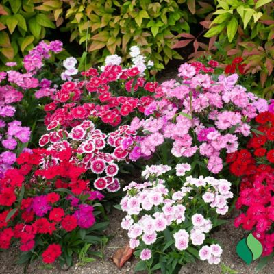 Image showing 4 th DeGroot 1 gal. Everbloom Watermelon Ice Dianthus Plant