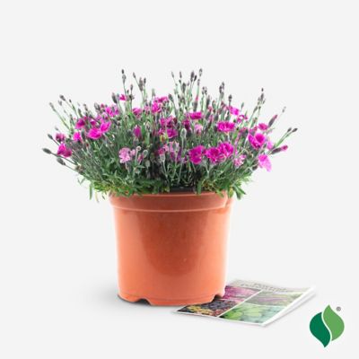 Image showing 5 th DeGroot 1 gal. Everbloom Watermelon Ice Dianthus Plant