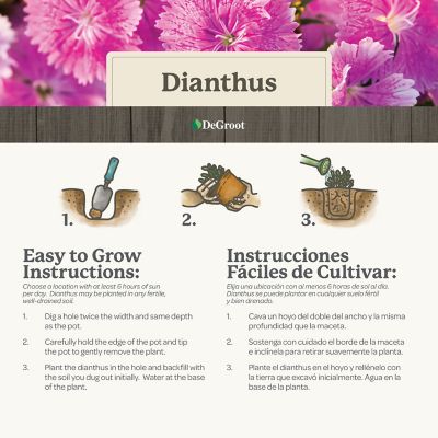 Image showing 6 th DeGroot 1 gal. Everbloom Watermelon Ice Dianthus Plant