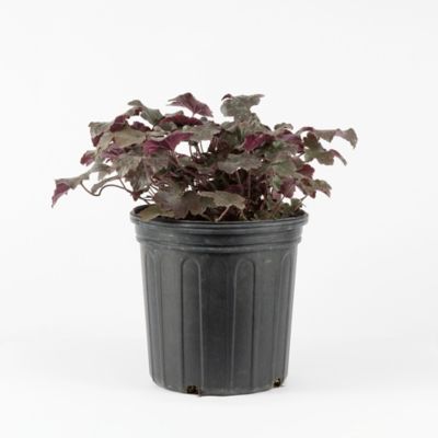 DeGroot 2 gal. Blackout Coral Bells (Heuchera)