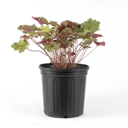 DeGroot 2 gal Caribbean Sea Coral Bells Heuchera Plant Perennials