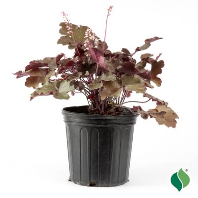 DeGroot 2 gal. Carmencita Coral Bells Heuchera Plant