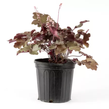 DeGroot 2 gal Carmencita Coral Bells Heuchera Plant Perennials