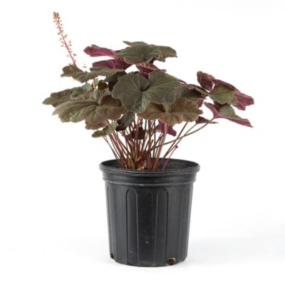 DeGroot 2 gal. Dark Magic Coral Bells Heuchera Plant