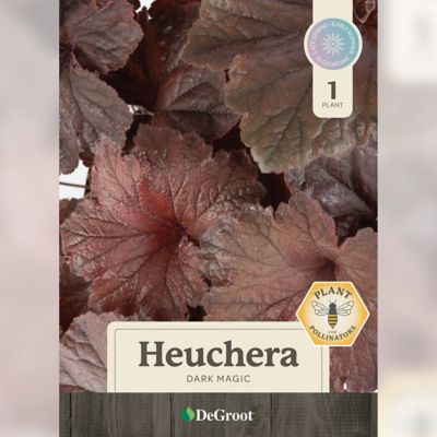 Image showing  2 gal. Dark Magic Coral Bells Heuchera Plant