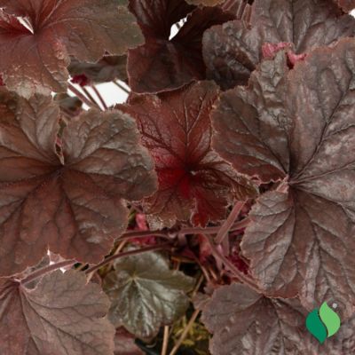 Image showing  2 gal. Dark Magic Coral Bells Heuchera Plant