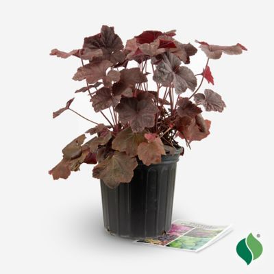 Image showing  2 gal. Dark Magic Coral Bells Heuchera Plant